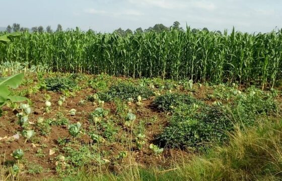 Prime 1-Acre Land for Sale in Bahati, Nakuru